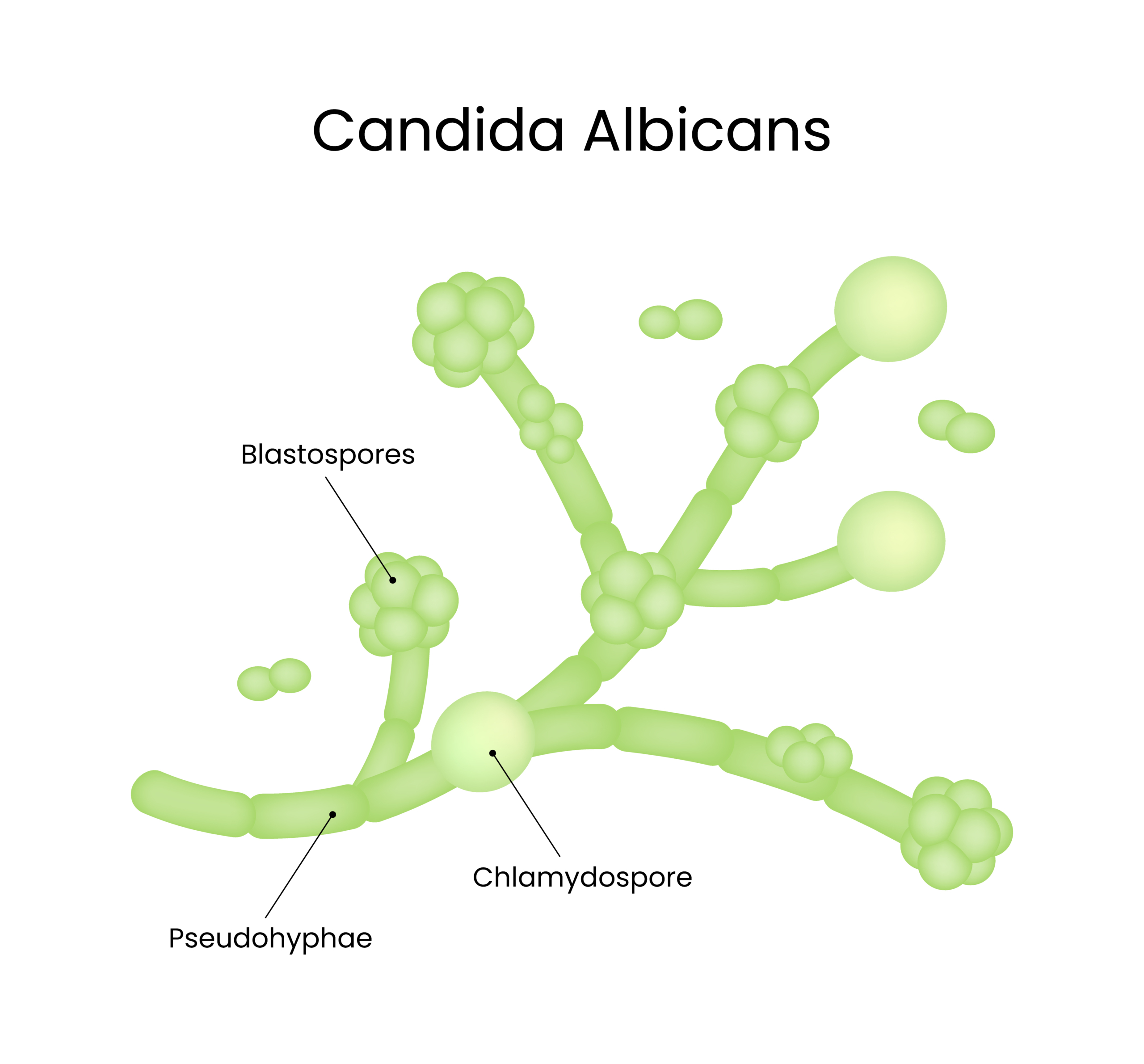 candida albicans scaled